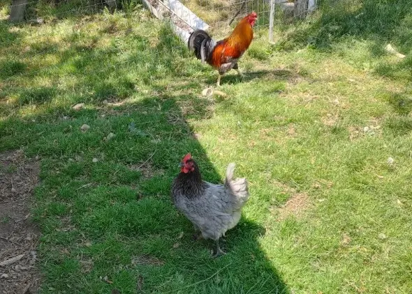 Chickens free range in the grass
