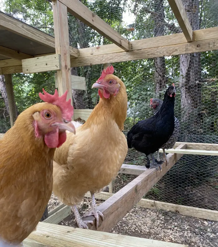 Chickens in a predator-proof run covered with hardware cloth and chicken wire