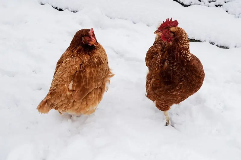 Chickens in cold weather