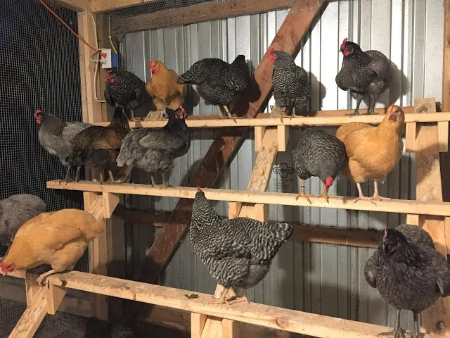 Chickens roost in the coop on perches