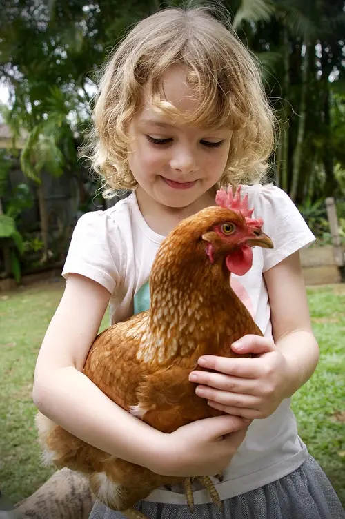 Child holding a chicken