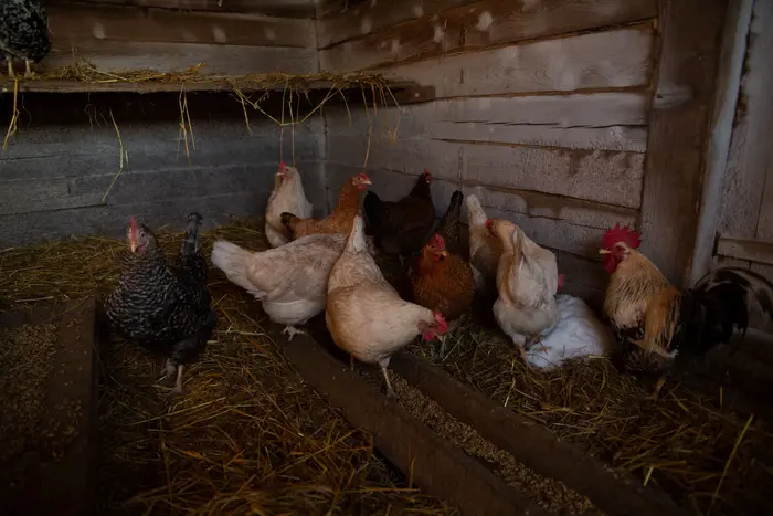 Deep litter method inside chicken coop; thick layer of straw on top and pine shavings underneath