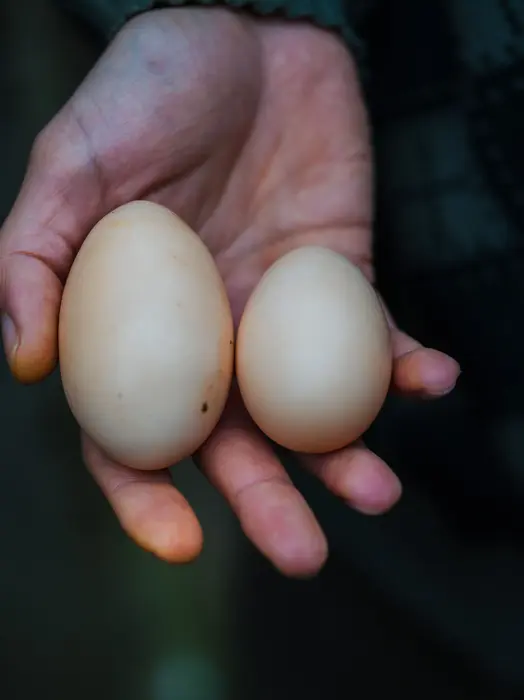 Young hens lay eggs in different sizes, left a double yolk egg