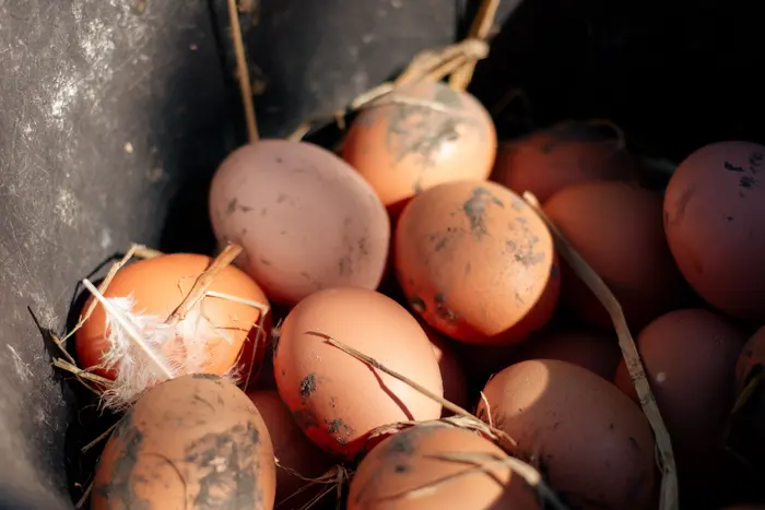 Dirty eggs
