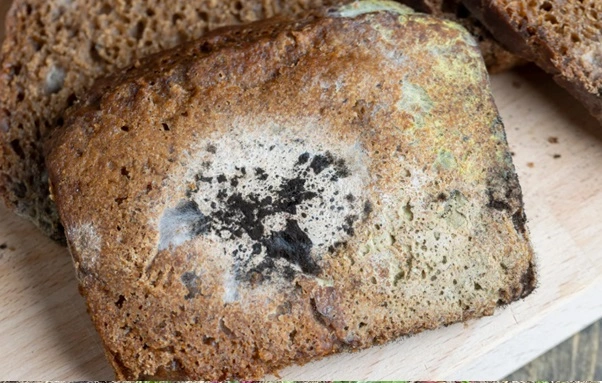 Do not feed molded bread as a chicken treat