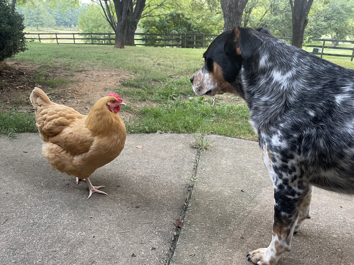 Chickens and dogs as friends