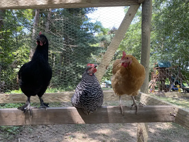 Egg Laying Chickens