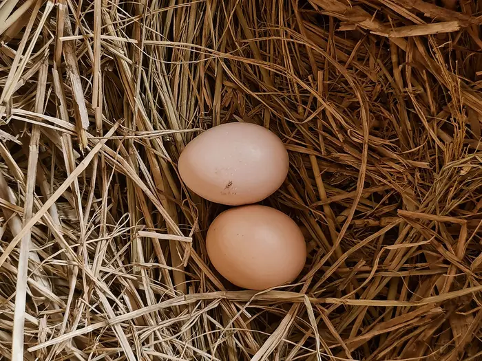 Eggs in a nest with straw