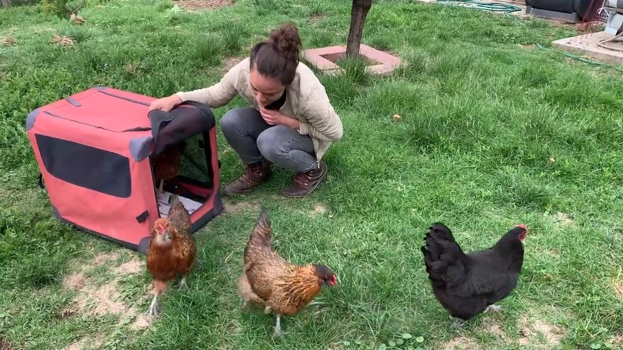 Emergency Preparedness for Chickens - Prepping for Disasters
