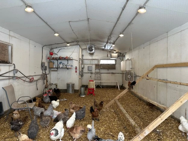 Even light distribution for chickens (Strong Animals Essentials)