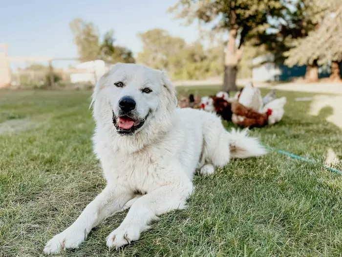 Friendly dog and chickens
