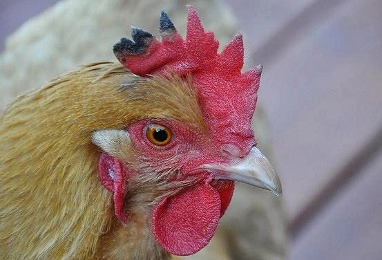 Frostbite in chickens