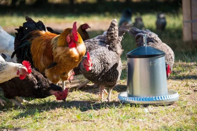 Galvanized chicken feeder