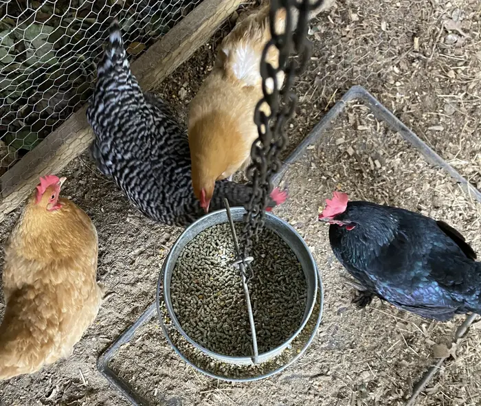 Galvanized hanging chicken feeder