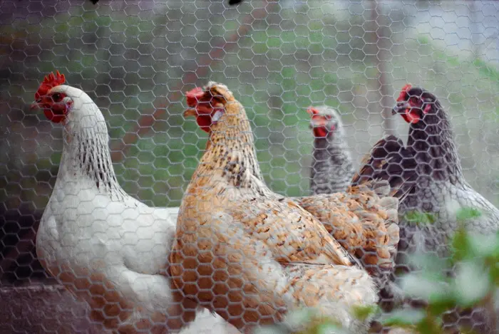 Hens behind hexagonal chicken wire