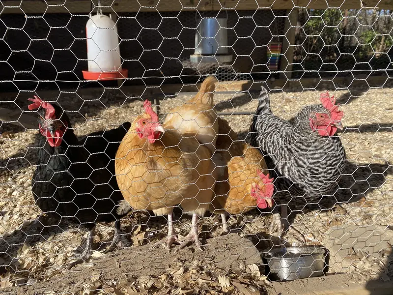How to get a predator proof chicken coop