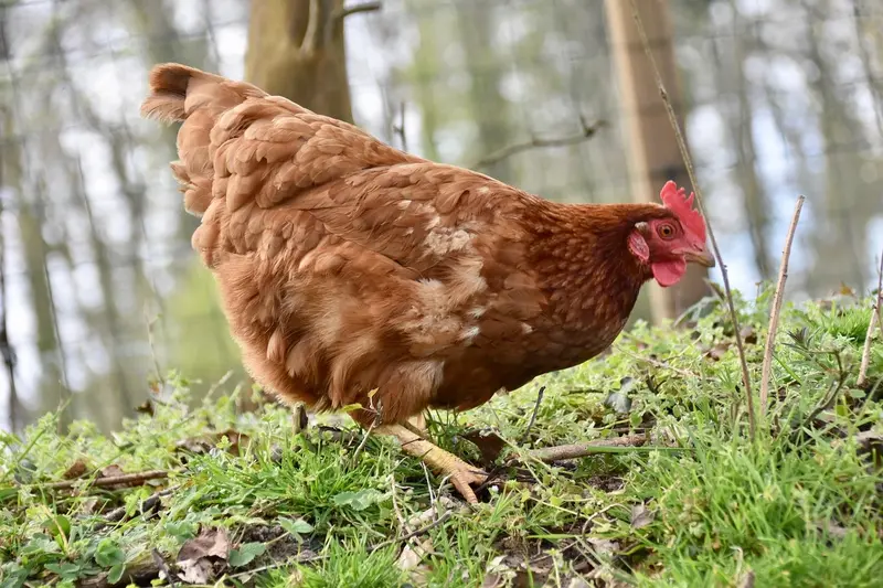 ISA Brown Chicken Breed