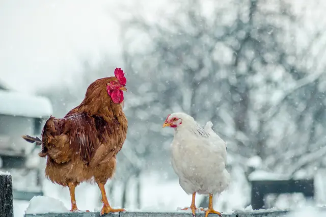 Keeping Chickens in Winter