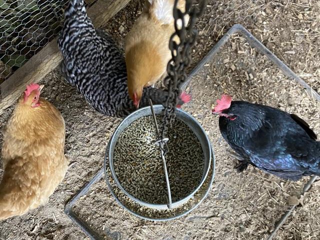 How To Choose The Best Chicken Feed For Healthy Hens