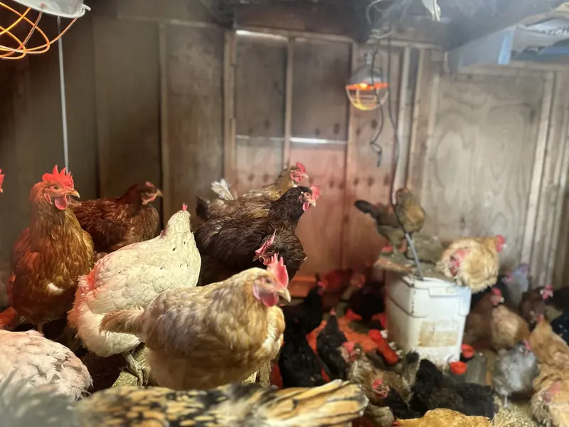 Large Chicken Coop With Hens Heated in Winter