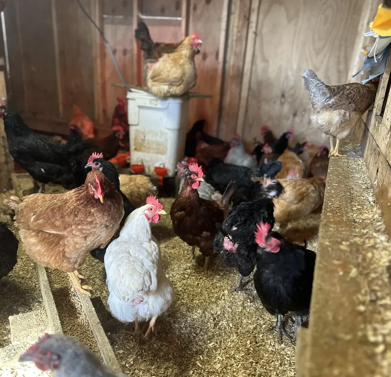Large Chicken Coop With Hens