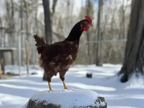 Laying hen in the snow