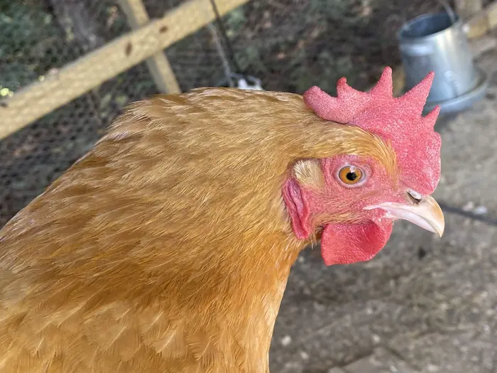 Laying hen with bright red comb and wattles