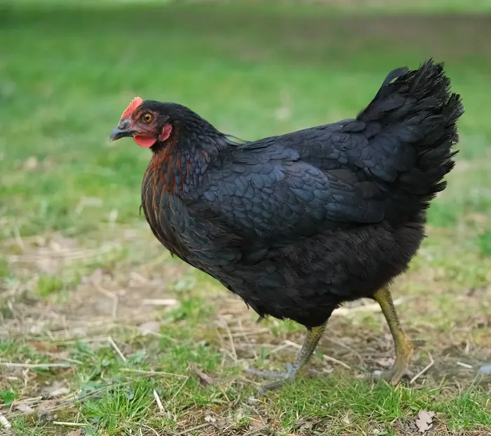 Maran Chicken