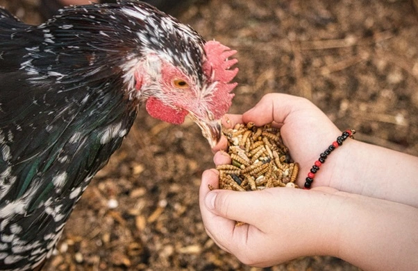 Mealworms as chicken treats