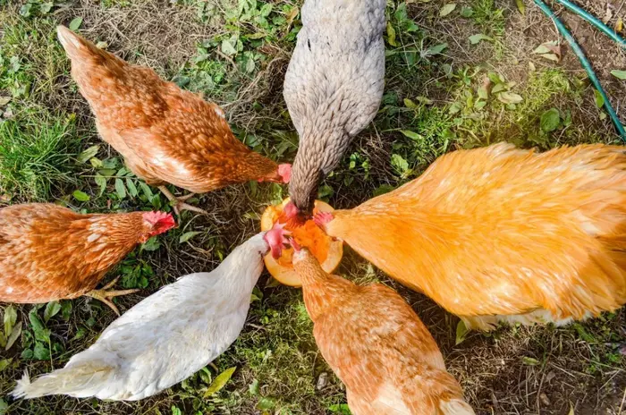Melons are the best chicken treats in summer