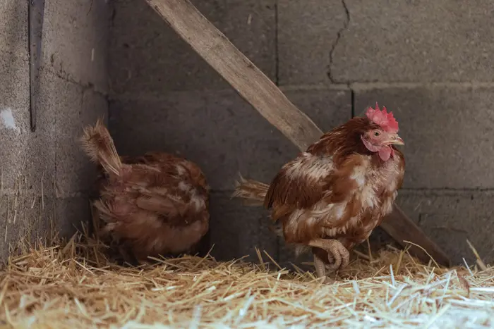 Molting chickens losing feathers
