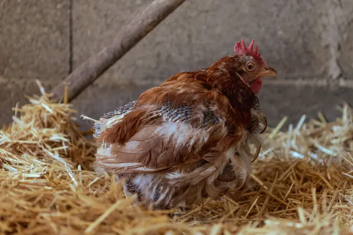 A backyard hen mid-molt with patchy feathers, a common cause of stopped egg production