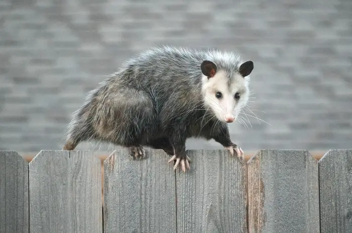 Opossum on fence