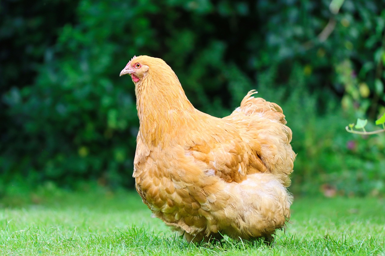Orpington chicken breed hen