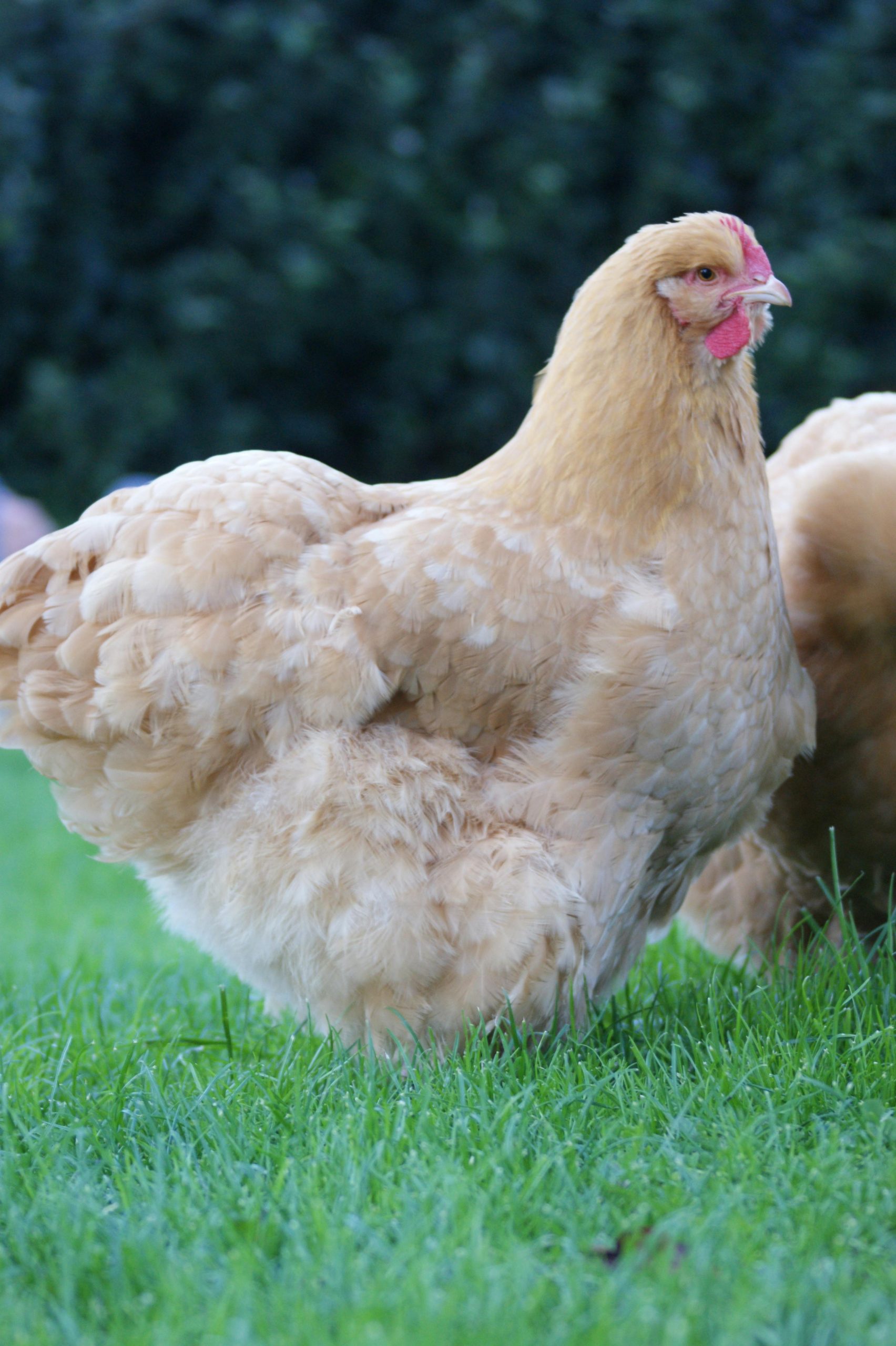 Orpington chicken breed layer hen
