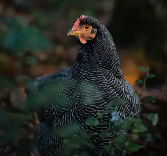 Plymouth Rock Chicken Breed