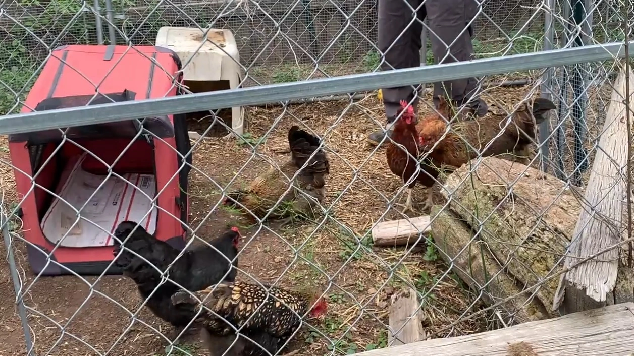 Practice Loading Chickens for Emergencies like Disasters