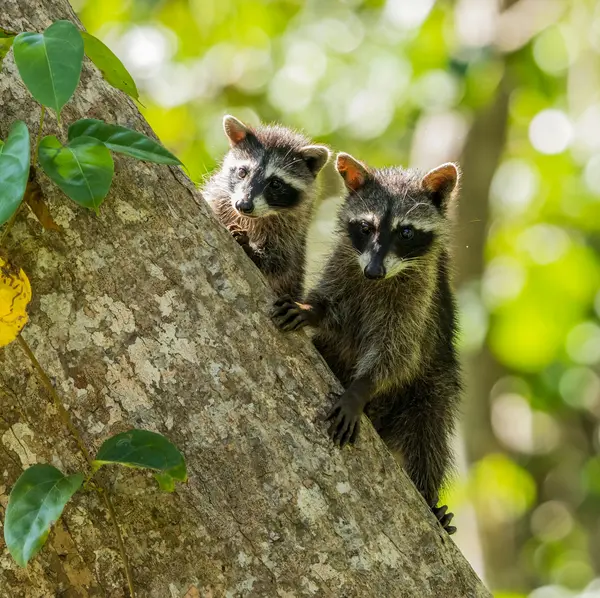 Raccoons are common chicken predators
