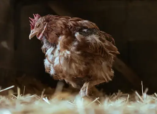 Sick chicken with no feathers