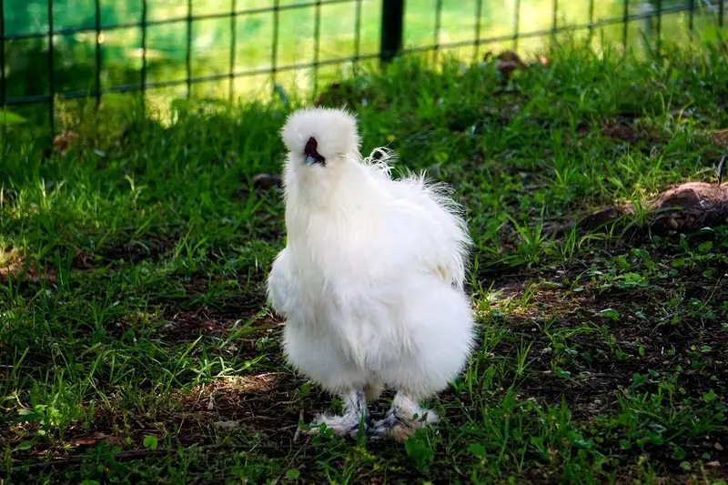 Silkie chicken breed