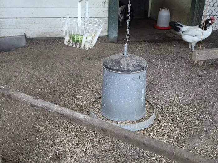 Spilled feed around a chicken feeder
