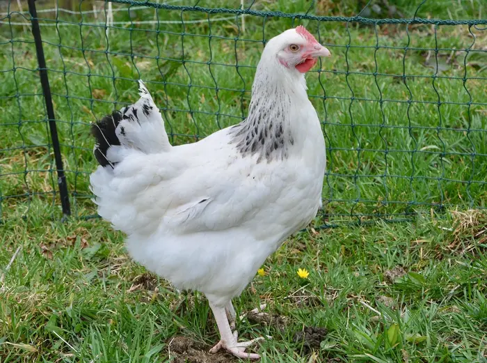 Sussex Light Chicken Breed