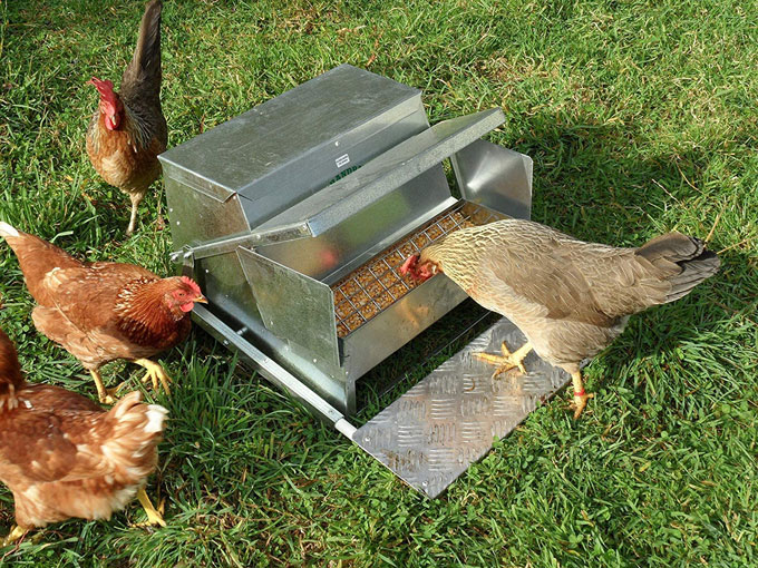 Treadle chicken feeder is the best rat-proof chicken feeder (image credit kevin kelly)