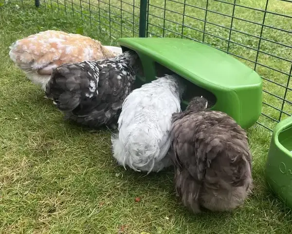 Wall-mounted chicken feeder Omlet Eglu