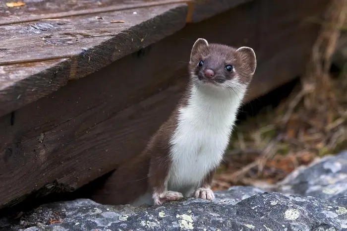 Weasels are chicken pedators