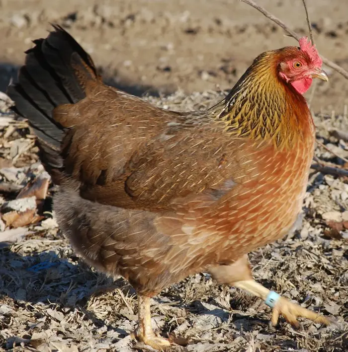 Welsummer hen