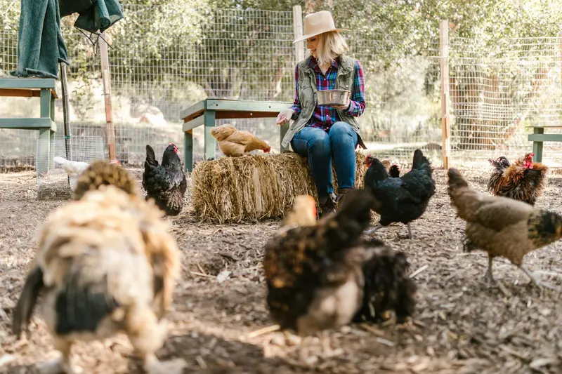 Woman feeding chickens foraging outside