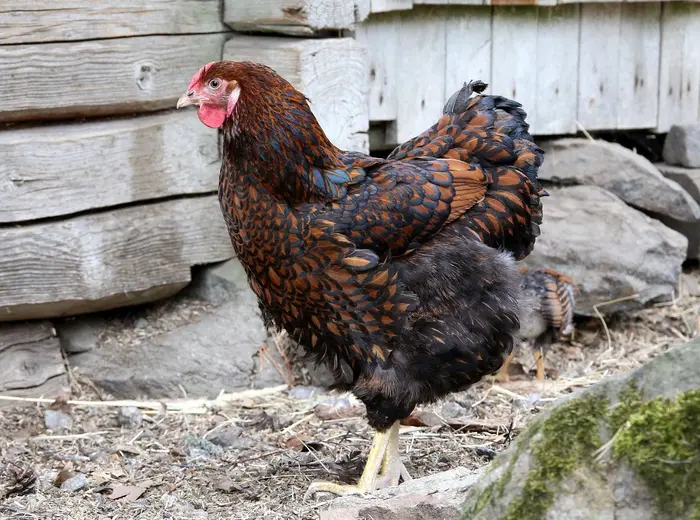 Wyandotte Hen