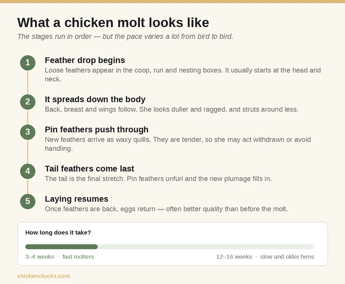 Timeline showing the stages of a chicken molt, from feather drop through pin feathers to laying resuming