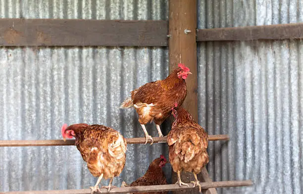 Laying hens on perches